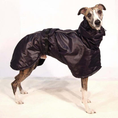 manteau chien whippet