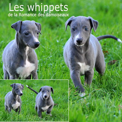 "Les chouchous du photographe" ©2011 PHOTOS - THIERRY GAUZARGUES