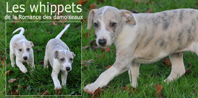 "Les chouchous du photographe" ©2011 PHOTOS - THIERRY GAUZARGUES