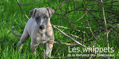 "Les chouchous du photographe" ©2011 PHOTOS - THIERRY GAUZARGUES