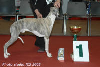 Nantes 2005 ... Spciale whippet