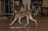 Chiot whippet entrainement expo 