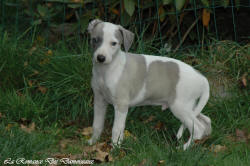 Photo Chiot whippet issu de l'levage de la Romance des Damoiseaux