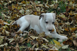 Photo Chiot whippet issu de l'levage de la Romance des Damoiseaux