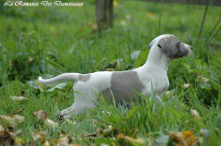 Photo Chiot whippet issu de l'levage de la Romance des Damoiseaux