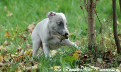 Photo Chiot whippet issu de l'levage de la Romance des Damoiseaux