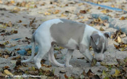 Photo Chiot whippet issu de l'levage de la Romance des Damoiseaux