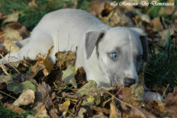 Photo Chiot whippet issu de l'levage de la Romance des Damoiseaux