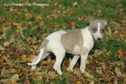 Photo Chiot whippet issu de l'levage de la Romance des Damoiseaux