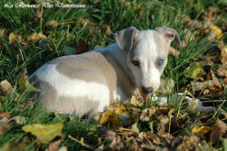 Photo Chiot whippet issu de l'levage de la Romance des Damoiseaux