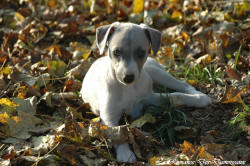 Photo Chiot whippet issu de l'levage de la Romance des Damoiseaux