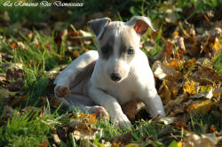 Photo Chiot whippet issu de l'levage de la Romance des Damoiseaux