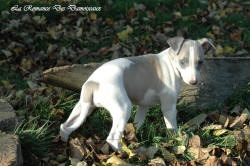 Photo Chiot whippet issu de l'levage de la Romance des Damoiseaux