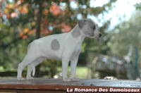 chiot whippet, CHIOTS WHIPPETS, bb whippet, porte whippet, naissances whippet