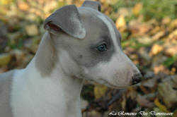 Photo Chiot whippet issu de l'levage de la Romance des Damoiseaux