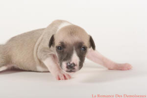 PHOTO CHIOT WHIPPET