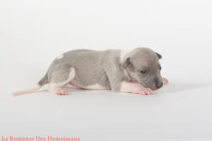 PHOTO CHIOT WHIPPET