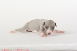 PHOTO CHIOT WHIPPET