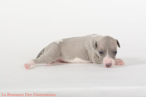 PHOTO CHIOT WHIPPET