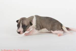 PHOTO CHIOT WHIPPET