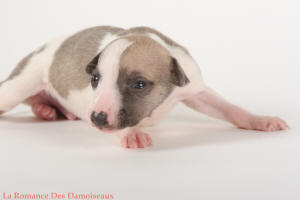 PHOTO CHIOT WHIPPET