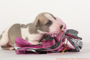 PHOTO CHIOT WHIPPET