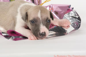 PHOTO CHIOT WHIPPET