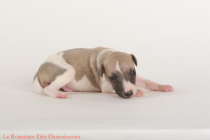 PHOTO CHIOT WHIPPET