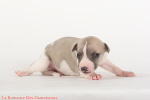 PHOTO CHIOT WHIPPET