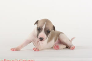 PHOTO CHIOT WHIPPET