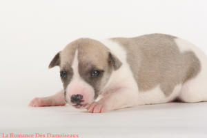 PHOTO CHIOT WHIPPET