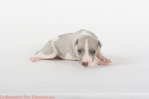 PHOTO CHIOT WHIPPET