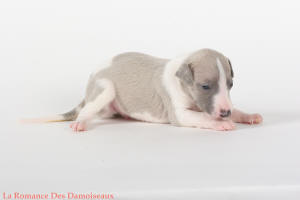 PHOTO CHIOT WHIPPET