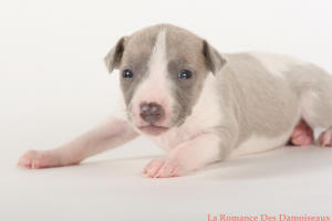 PHOTO CHIOT WHIPPET