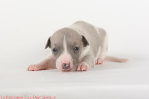 PHOTO CHIOT WHIPPET