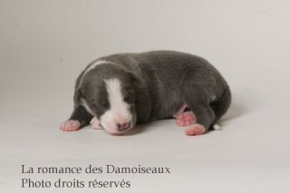 CHIOT WHIPPET ISSU DE L ELEVAGE DE LA ROMANCE DES DAMOISEAUX