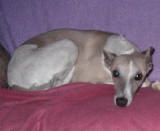 whippet Vicomtesse de la romance des damoiseaux dite "Canard"