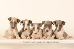 Portée de chiots Whippet de la romance des Damoiseaux
