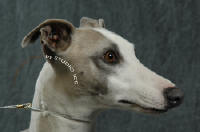 portrait whippet blanc et beige