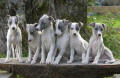 WHIPPET 6 chiots whippets