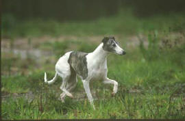 Lvrier whippet Nouvelle bringe noir et blanche chasse  vue
