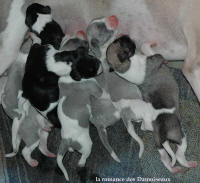 NOUVEAUX NES: TOUT PETIT CHIOTS WHIPPET A RESERVER