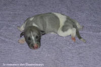 NOUVEAUX NES: TOUT PETIT CHIOTS WHIPPET A RESERVER