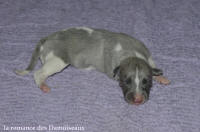 NOUVEAUX NES: TOUT PETIT CHIOTS WHIPPET A RESERVER
