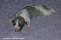NOUVEAUX NES: TOUT PETIT CHIOTS WHIPPET A RESERVER