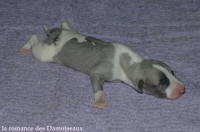NOUVEAUX NES: TOUT PETIT CHIOTS WHIPPET A RESERVER