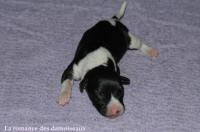 NOUVEAUX NES: TOUT PETIT CHIOTS WHIPPET A RESERVER