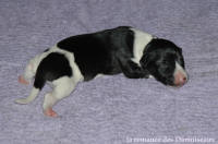 NOUVEAUX NES: TOUT PETIT CHIOTS WHIPPET A RESERVER