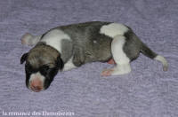 NOUVEAUX NES: TOUT PETIT CHIOTS WHIPPET A RESERVER