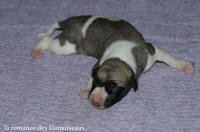 NOUVEAUX NES: TOUT PETIT CHIOTS WHIPPET A RESERVER
